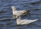 A medium-size gull, smaller than most herring gulls. It has a rounded head and smallish beak, giving it a dove-like expression. It has very pale plumage and white wing tips, and, like the glaucous gull, it is sometimes referred to as a 'white-winged' gull. It is a winter visitor, with small numbers of birds, usually seen singly. It breeds in the Arctic and winters as far south as New York and Britain.